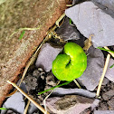 Angle Shades Moth Caterpillar