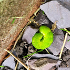 Angle Shades Moth Caterpillar