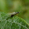 Chalcid Wasp ♀