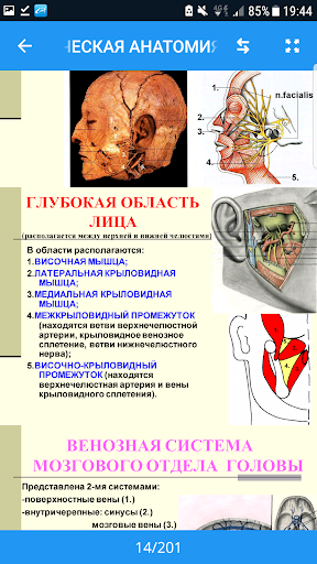 топографическая анатомия