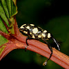 Long-nose Weevil