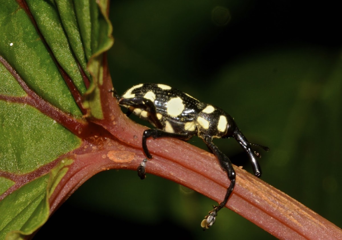 Long-nose Weevil