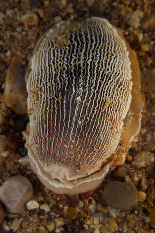 Nudibranch