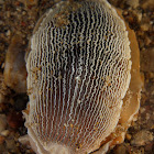 Nudibranch