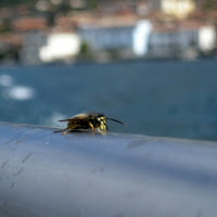 Ferry's Bee di 