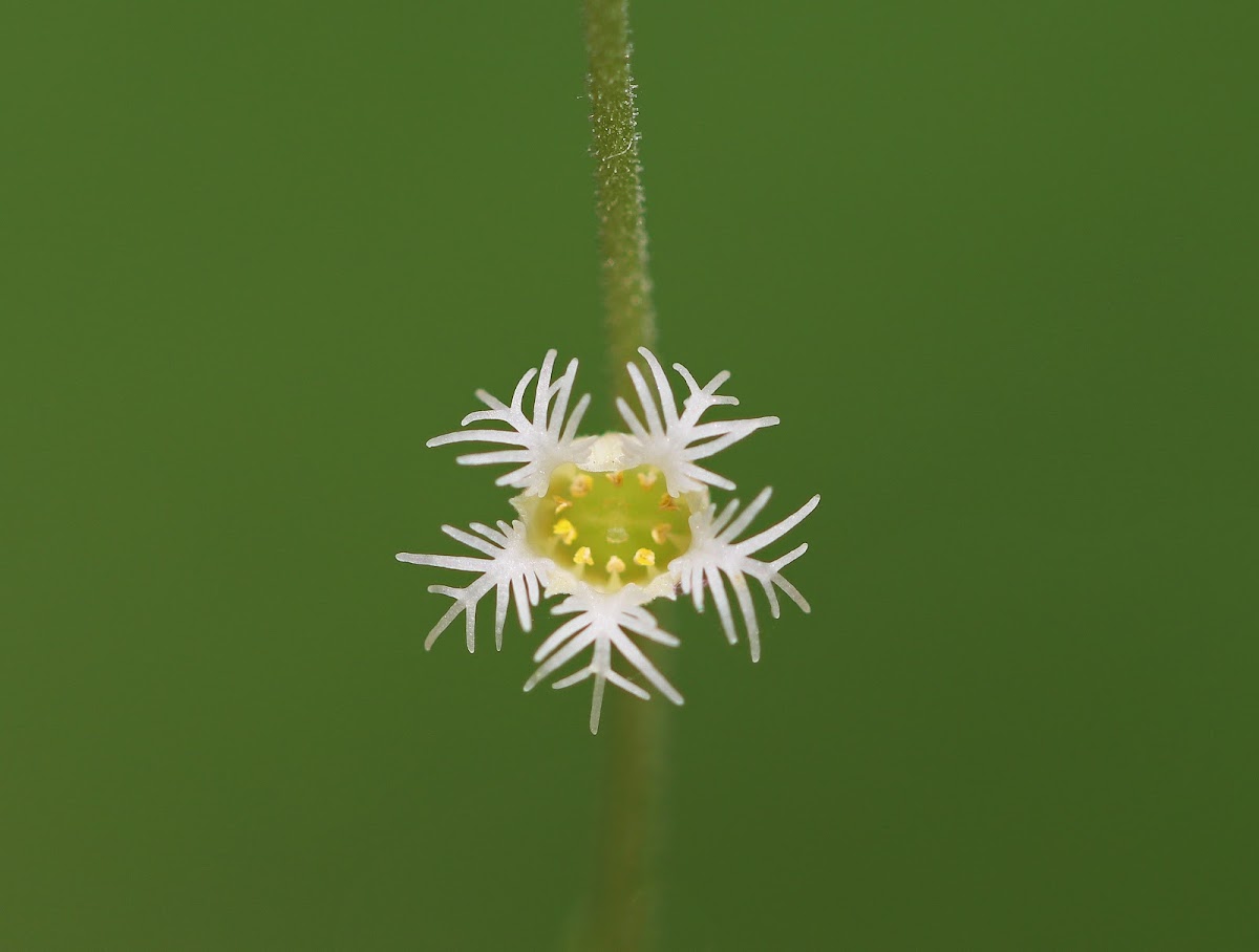 Bishop's Cap