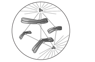 Cell Division