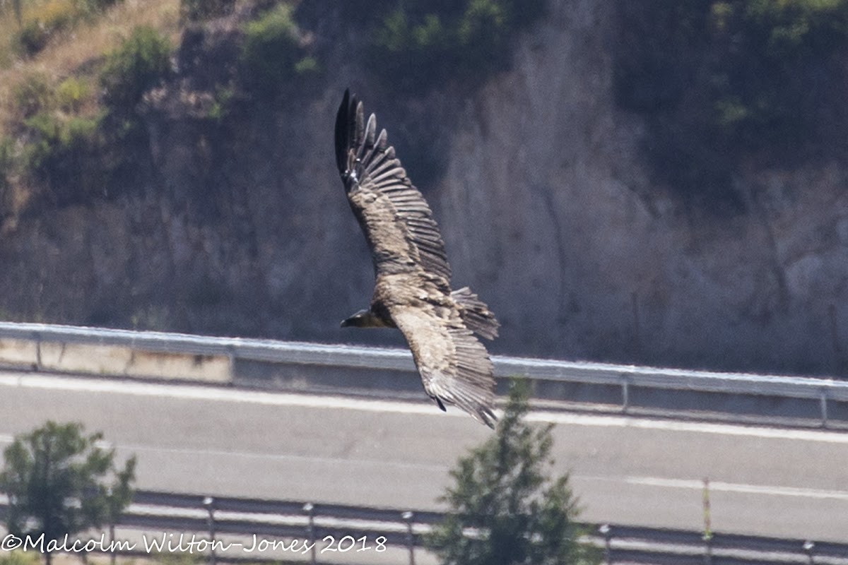 Black Vulture; Buitre Negro