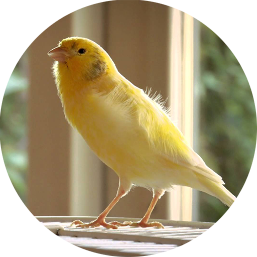 Master Kicau Burung Kenari