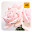 Roses Wallpaper HD New Tab Theme