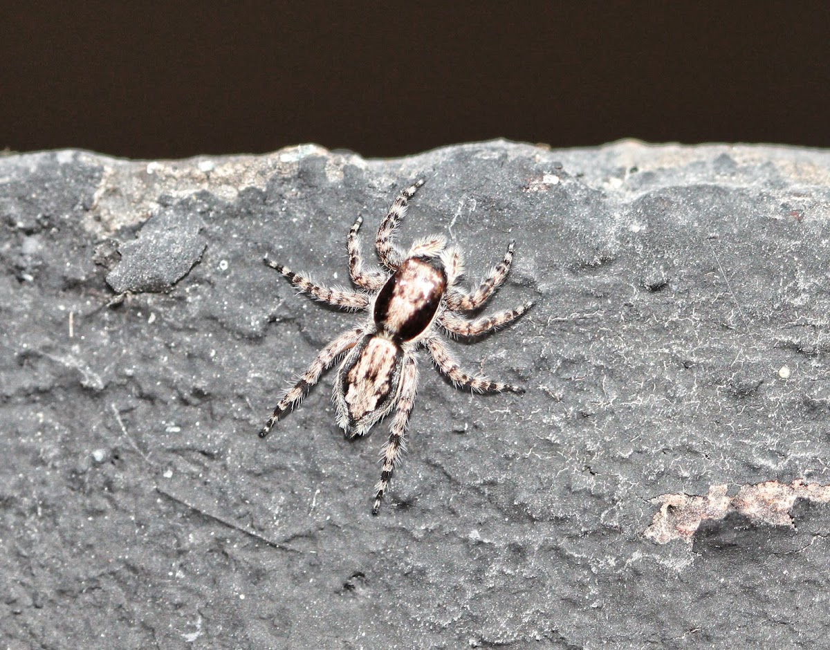 Grey Wall Jumper (maybe)