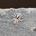 Grey Wall Jumper (maybe)