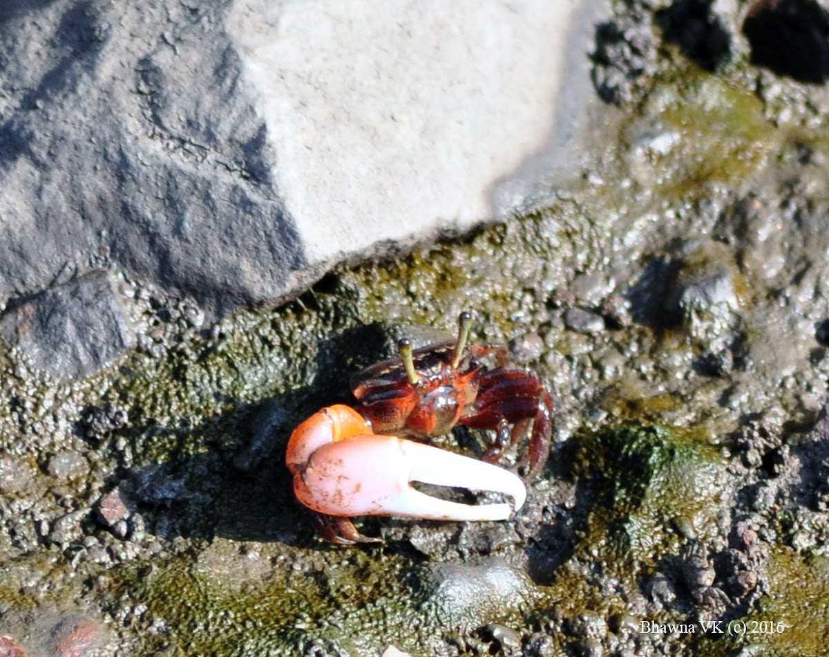 Red-clawed fiddler crab