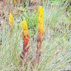 Golden Paintbrush