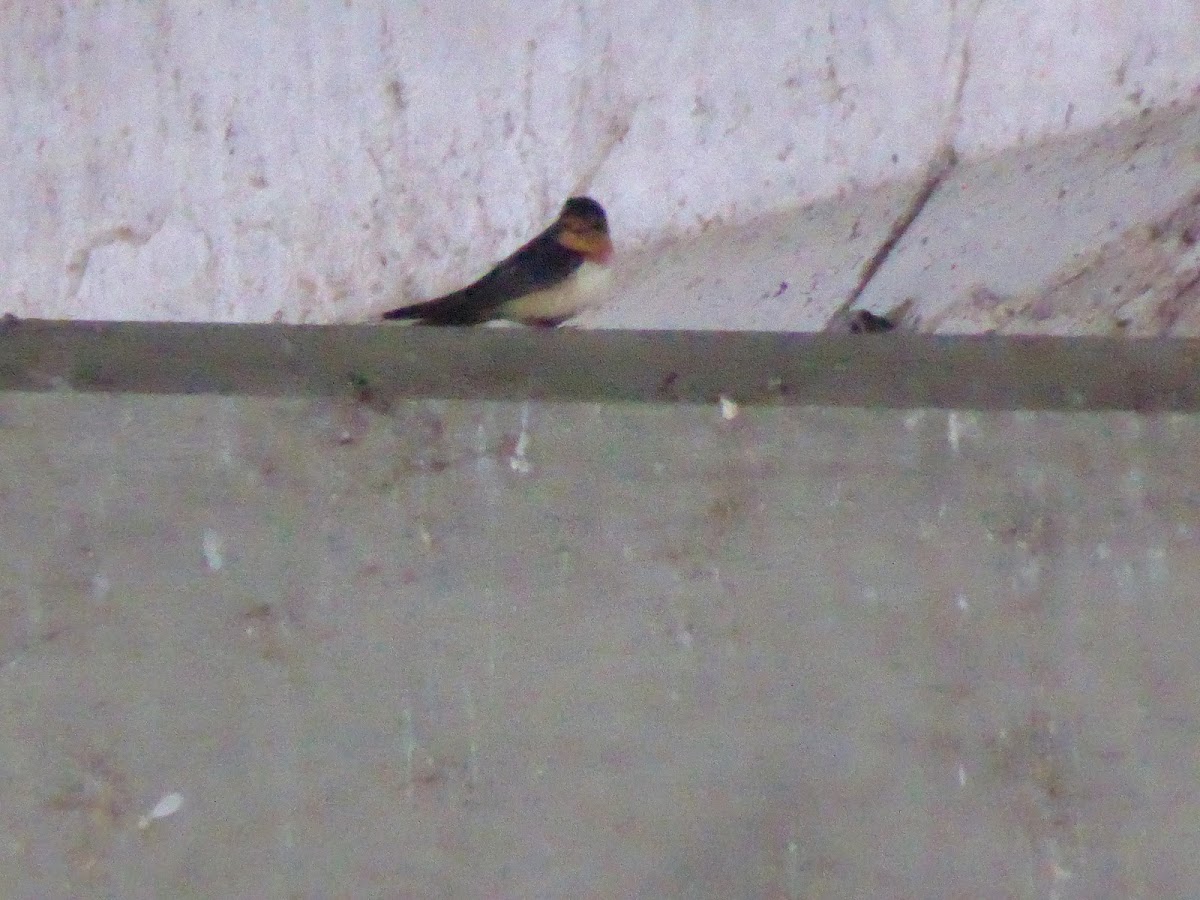 Barn Swallow