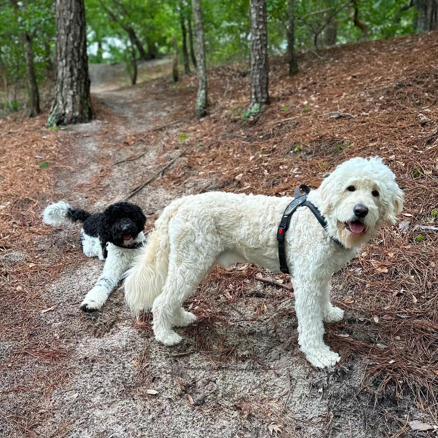 Photo by Mr. Rudy & Ms. Rose on June 08, 2023. May be an image of Komondor, golden retriever and park.