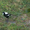 white backed magpie