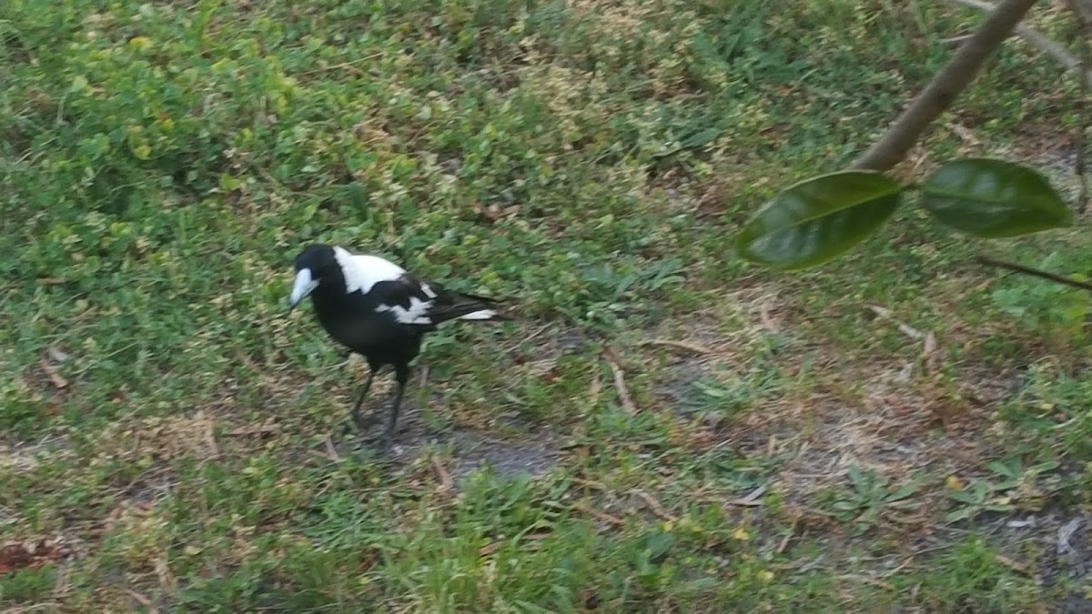 white backed magpie