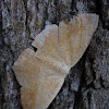 Large Maple Spanworm Moth