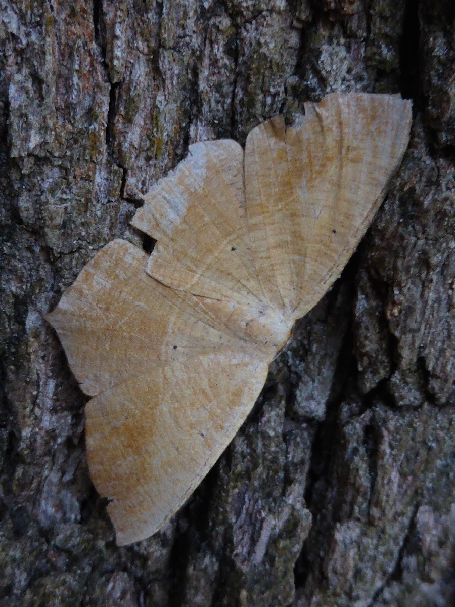 Large Maple Spanworm Moth