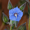 Camel Bush