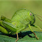 Hooded grasshopper