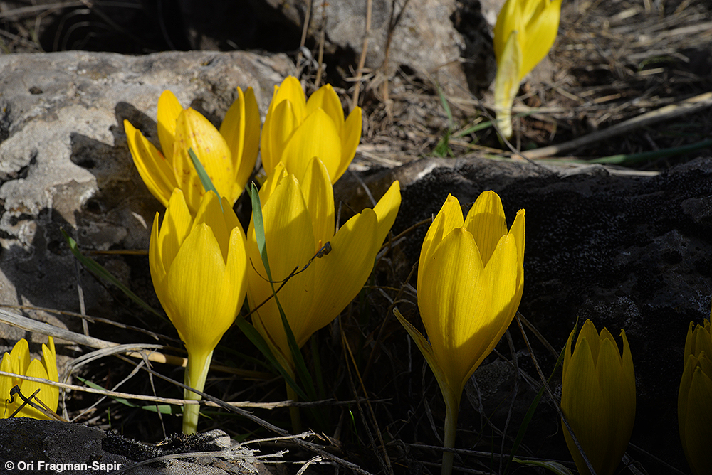 Large Sternbergia