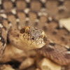 Sind saw scaled viper