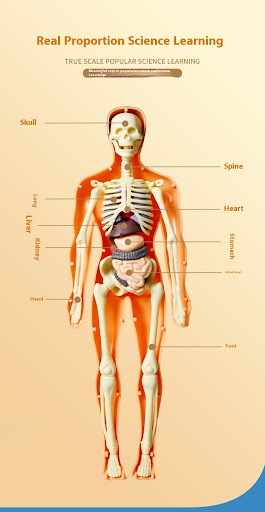 Title 3, Human Model Cognitive Educational Childrens To...