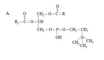 Common Macromolecules