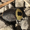 American Carrion Beetle