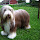 Bearded Collie Themes & New Tab