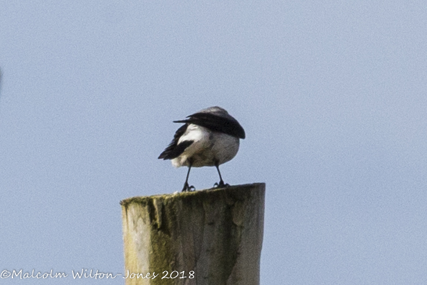 Wheatear