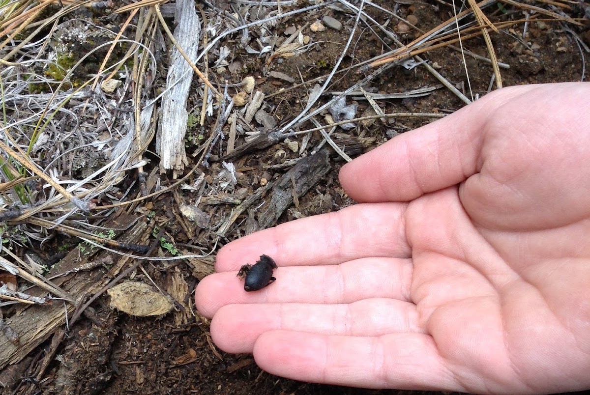 Darkling beetle