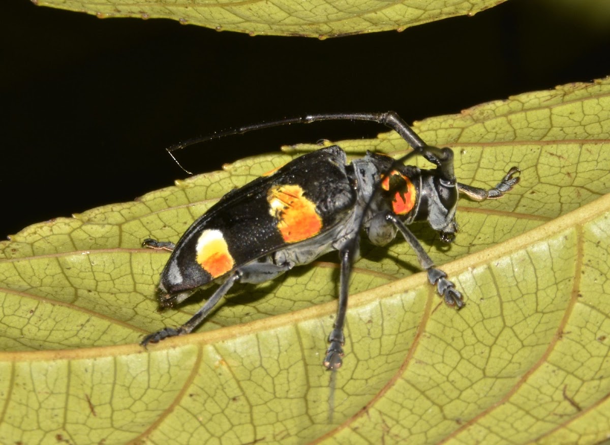 Flat-faced Longhorn Beetle