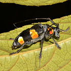 Flat-faced Longhorn Beetle