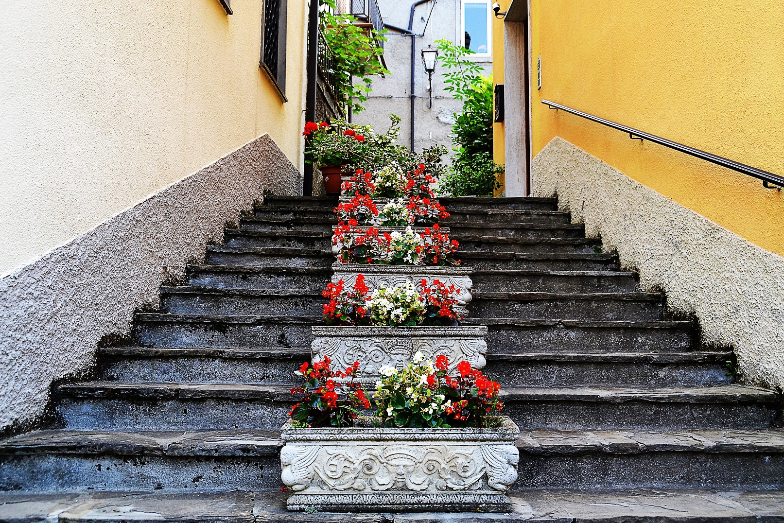 Fiori di Pablophoto