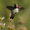 Calliope Hummingbird