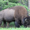 American plain bison