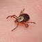 American Dog Tick