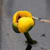 Yellow Water Lily