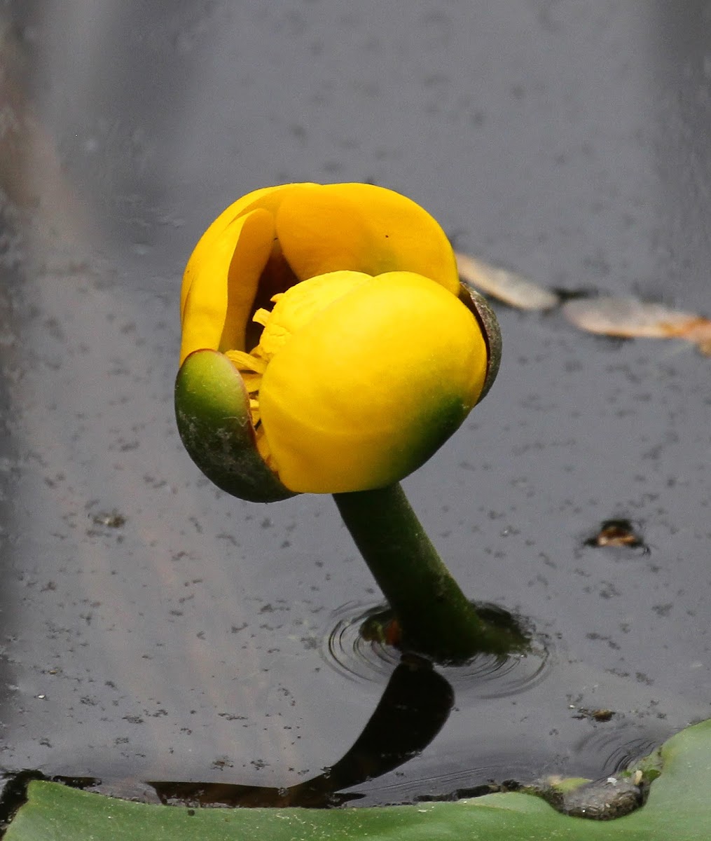 Yellow Water Lily