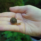 unidentified snail