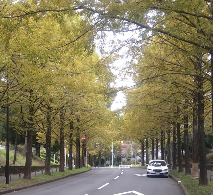 レヴォーグのメタセコイア並木・紅葉🍁・マイナスイオンに関するカスタム事例の投稿画像1枚目