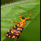 Footman Moth