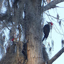 Pileated Woodpecker