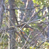 Ruby-crowned Kinglet