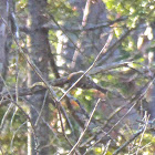 Ruby-crowned Kinglet