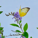 Orange Emigrant