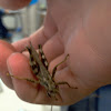 Southeastern Lubber Grasshopper